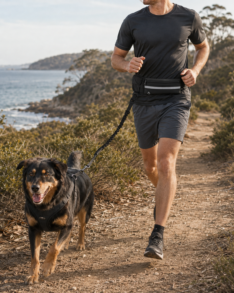Field Runner hands-free leash correctly connected to a dog harness on an Australian coastal trail