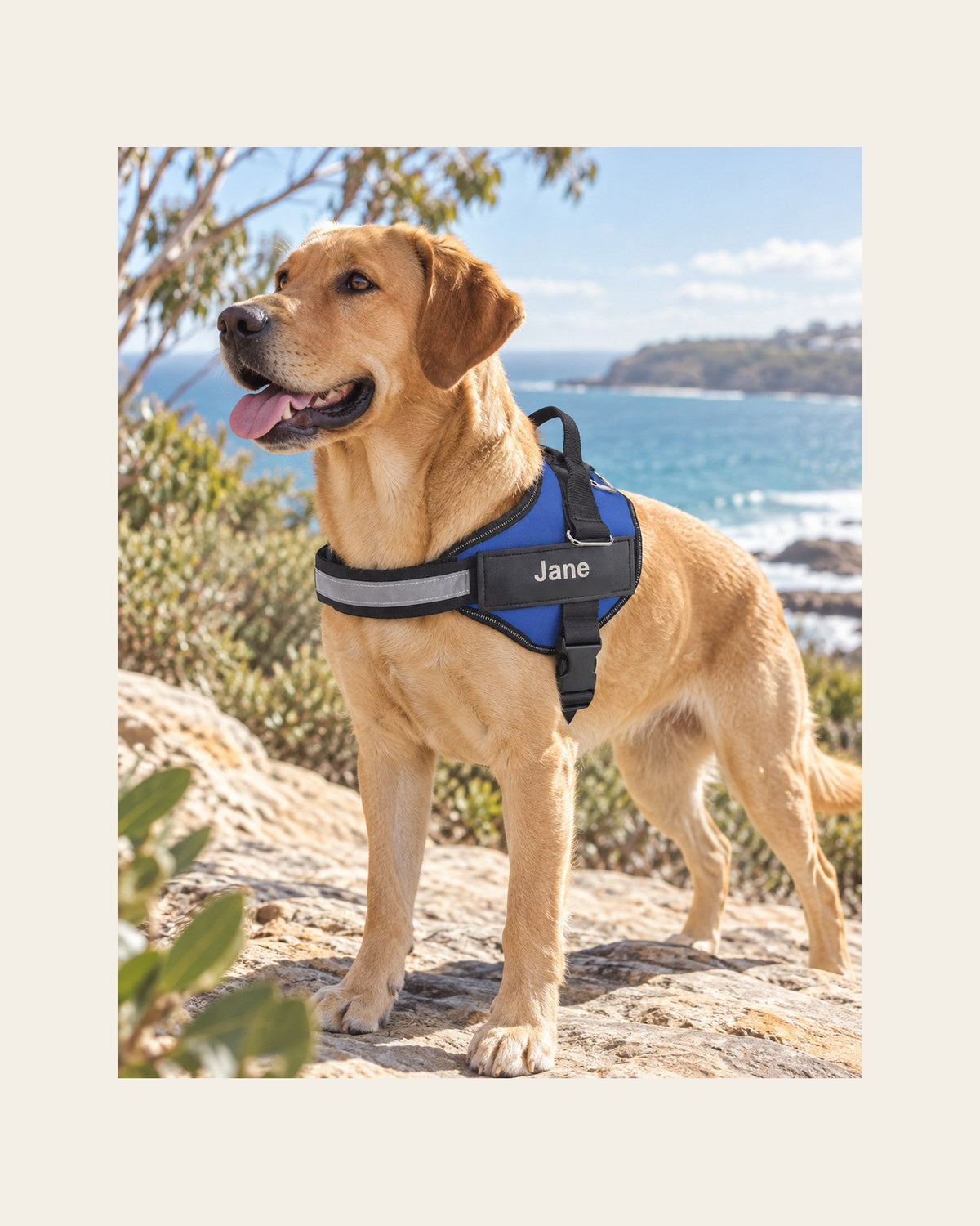Nameplate Harness — Personalised Reflective Dog Harness — nameplate harness lifestyle
