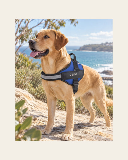 Nameplate Harness — Personalised Reflective Dog Harness — nameplate harness lifestyle