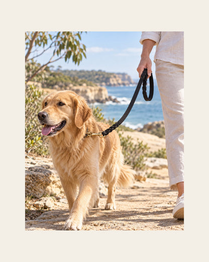 Heritage Lead — Braided Leather Dog Lead — heritage lead lifestyle