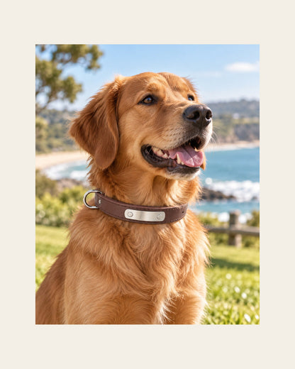 Sutton Collar — Personalised Dog Collar — sutton collar lifestyle