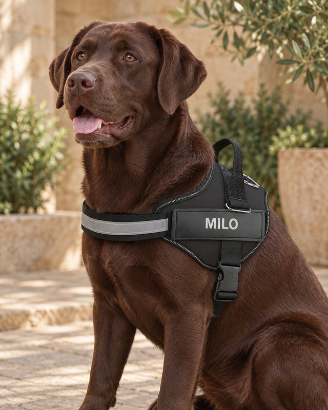 Chocolate Labrador wearing the black personalised Nameplate Harness