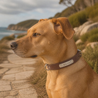 Brown personalised Sutton Collar worn by a tan dog on an Australian coastal path